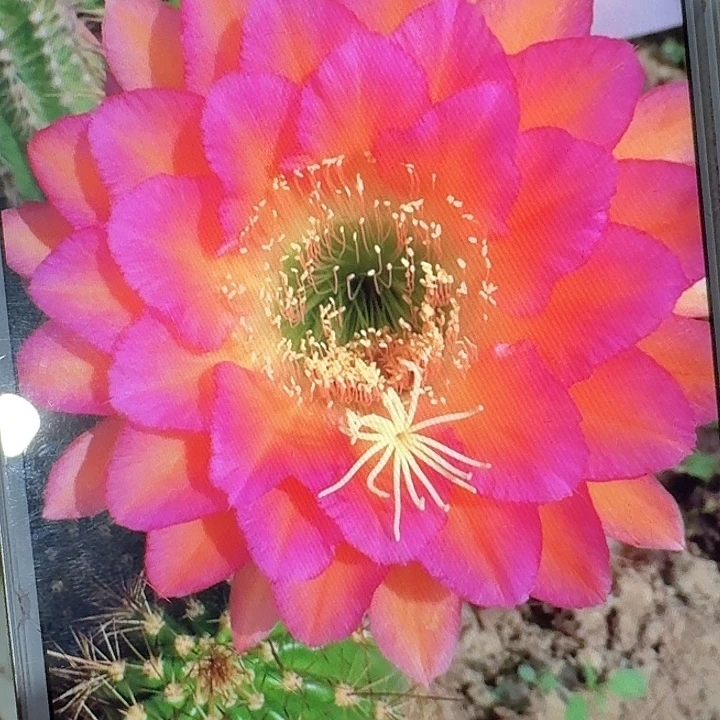 达加体侧芽5公分左右毛花柱