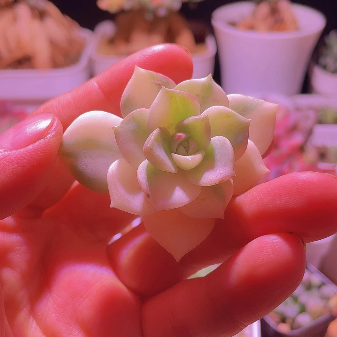 白牡丹锦独家基因可紫色状态