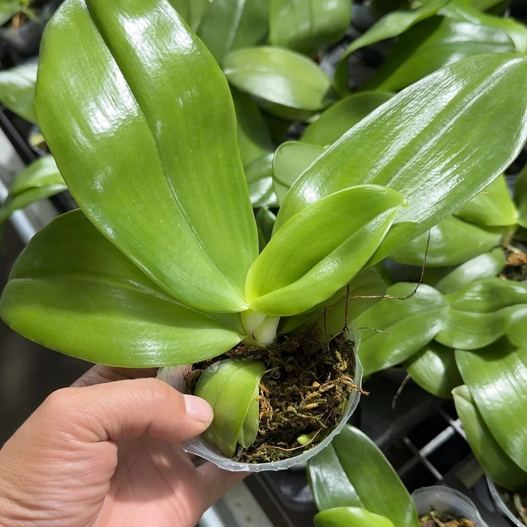 当前无花朵，栽培后可花朵729 原生