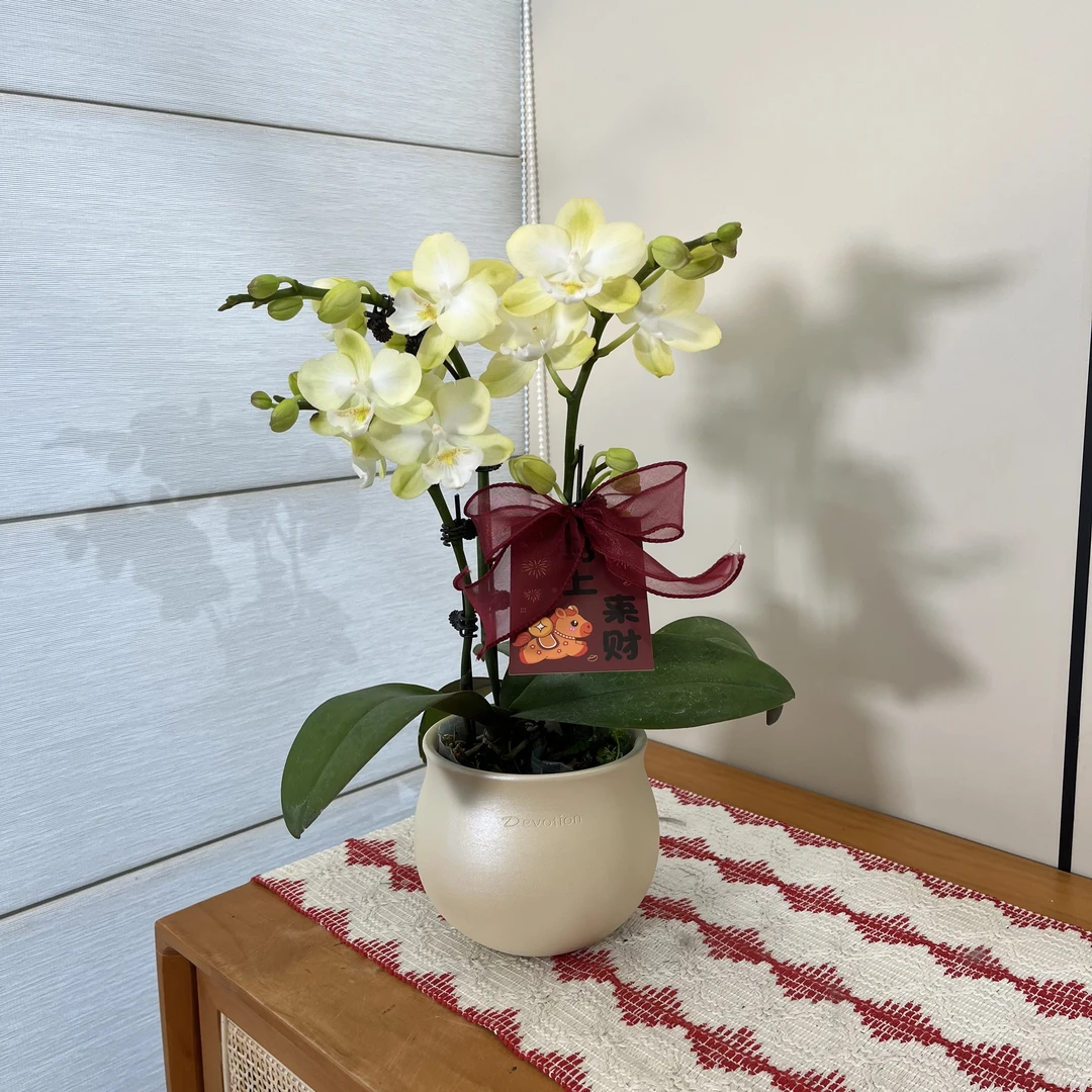 【玉兔】小清新黄白色大花舌蝴蝶兰 桌面绿植摆件 源头基地