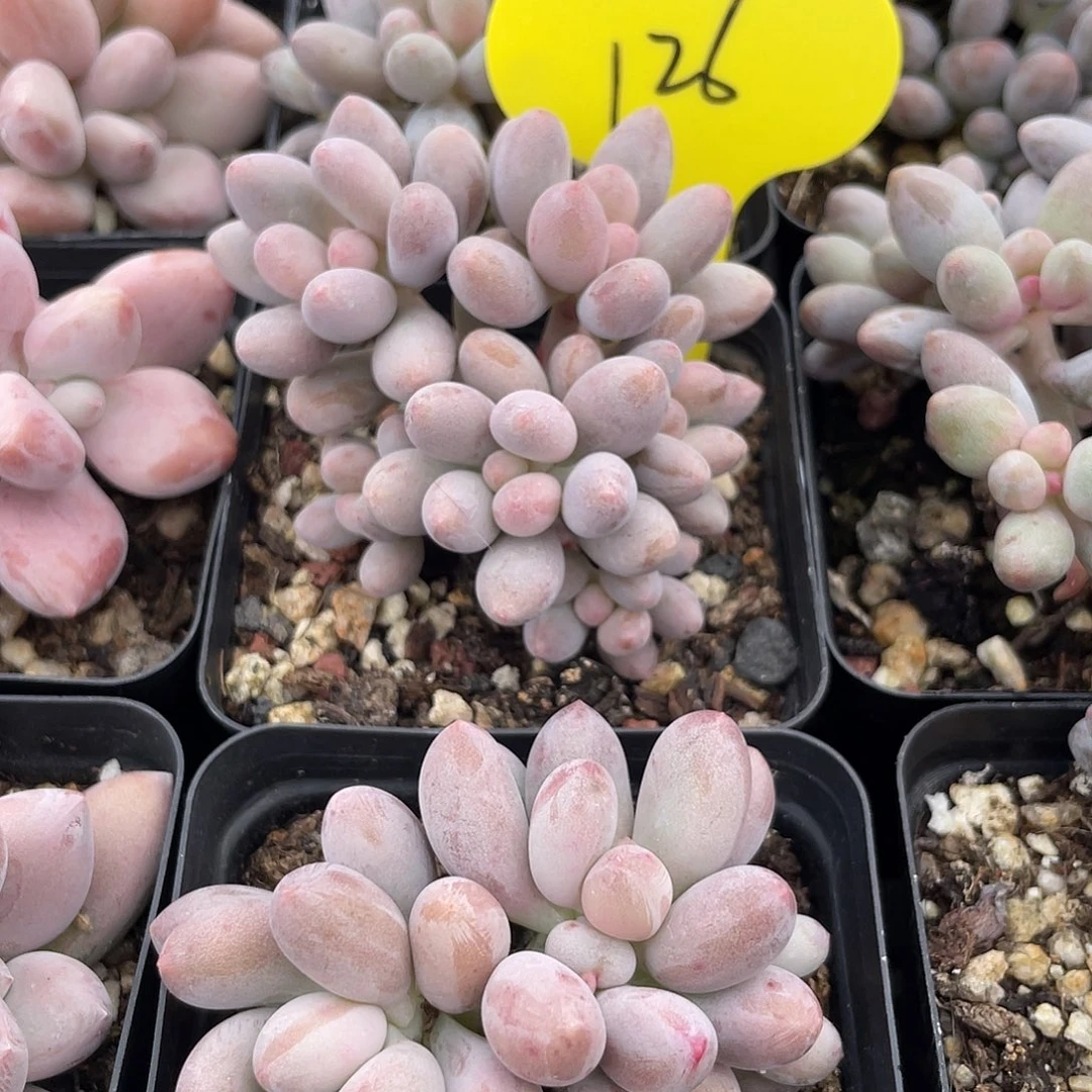 两盆橘子奶多肉植物126