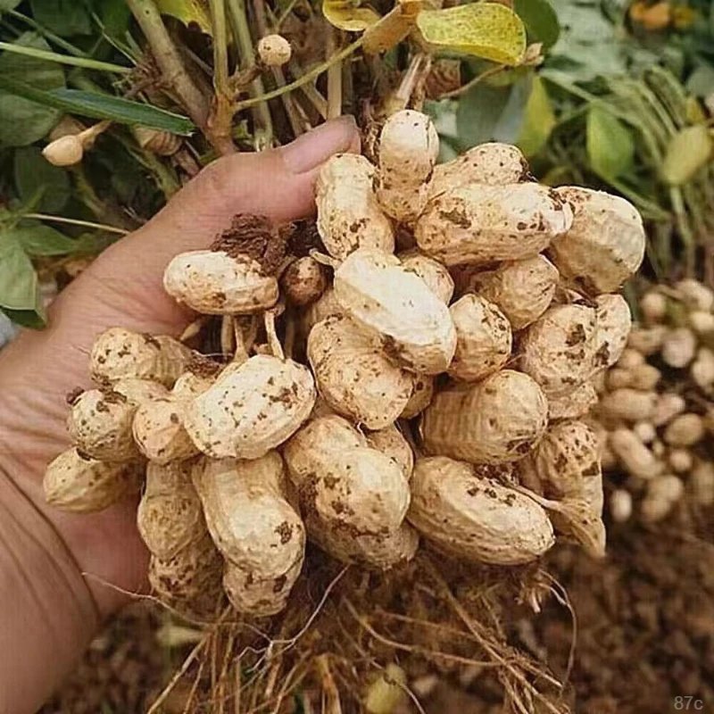 带壳生花生农家自种带壳生花生当季新鲜花生新鲜大颗粒可吃种