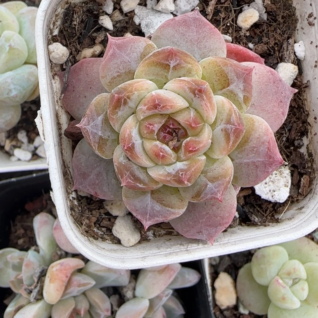 小卡拉米糖心一物一拍