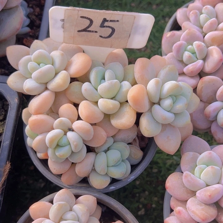 健健康康平平安安