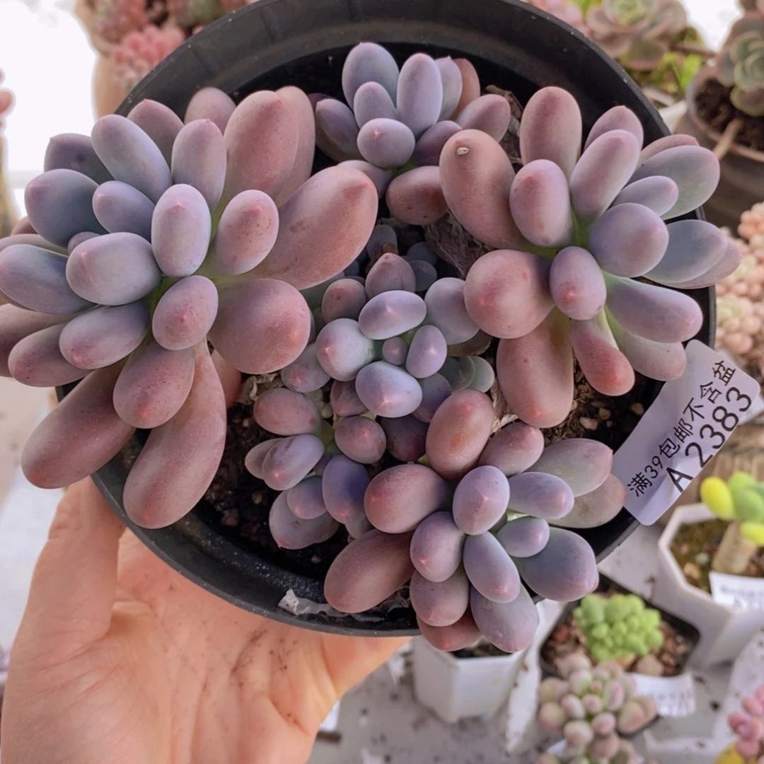 彩虹奶群14cm2383多肉酱