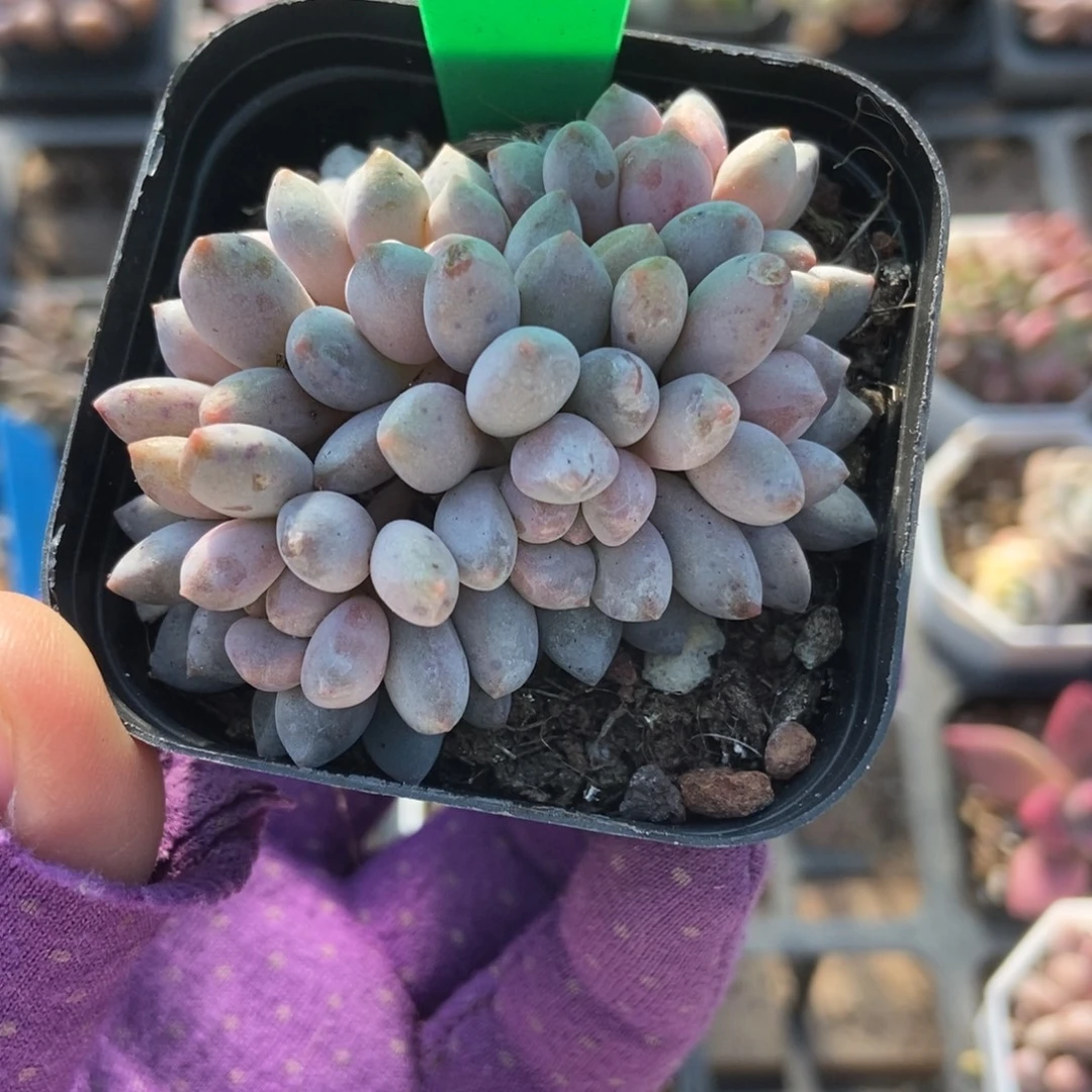 753星黛露多肉植物