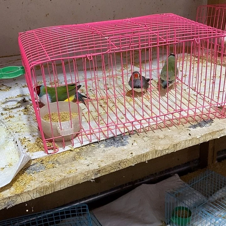 文鸟多*格高彩一对，灰珍珠公一只