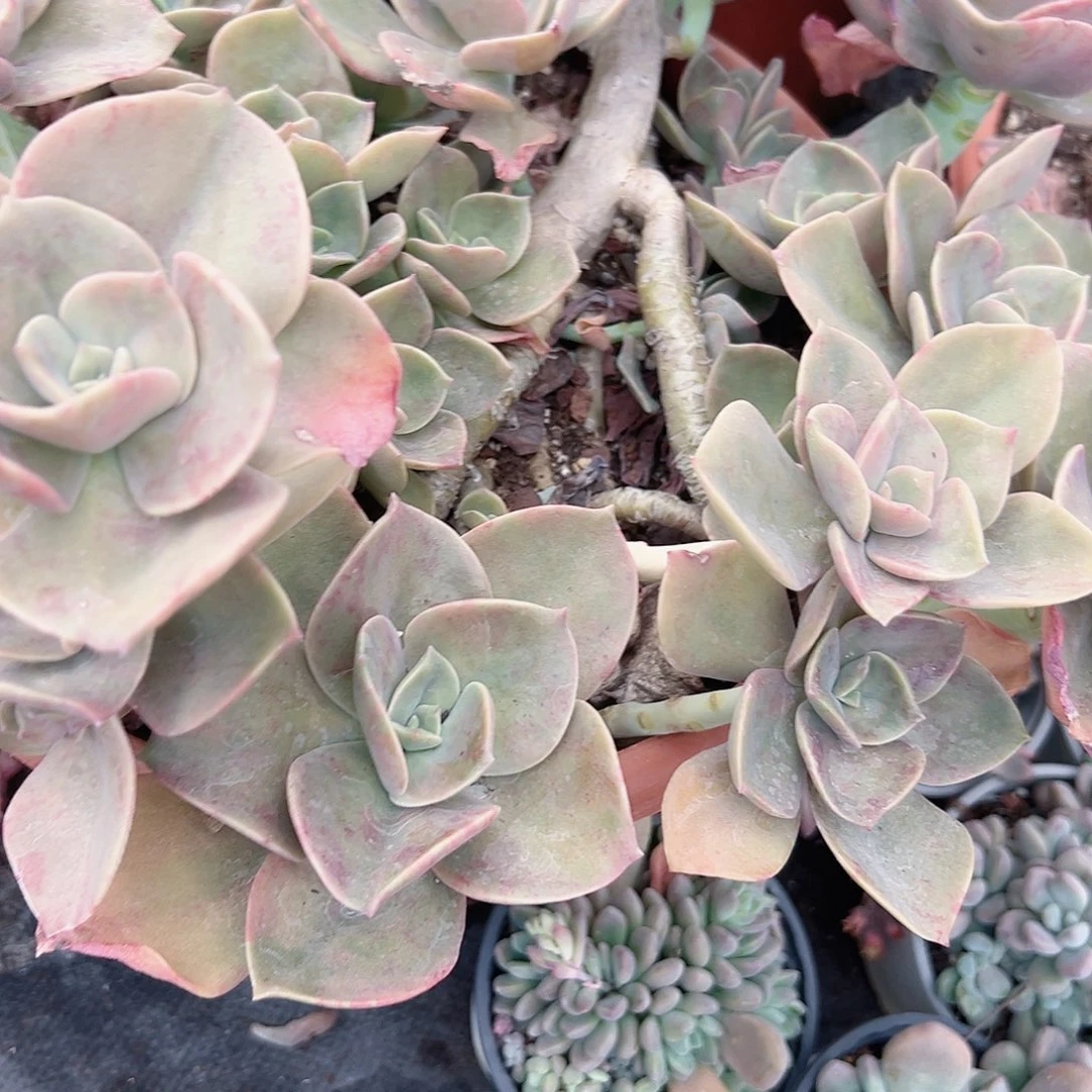 多肉植物包邮送到家脱土发货