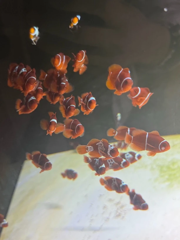 人工小丑鱼海水鱼闪电透红