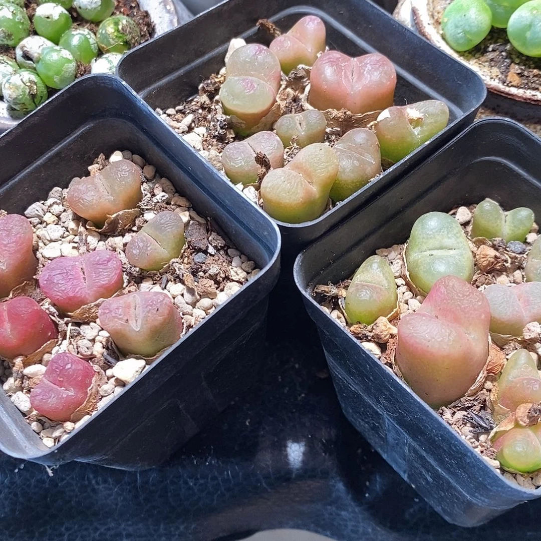 1330毛汉尼一盒。