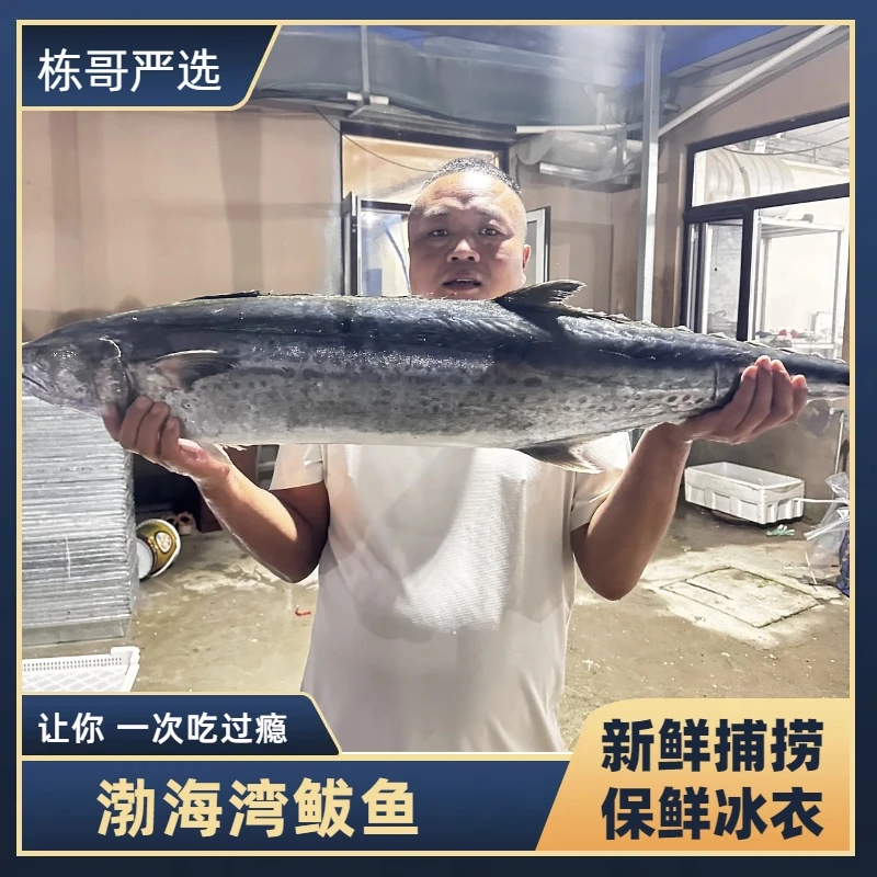 栋哥严选渤海湾冷水鲅鱼速冻锁鲜整条大鲅鱼新鲜包邮