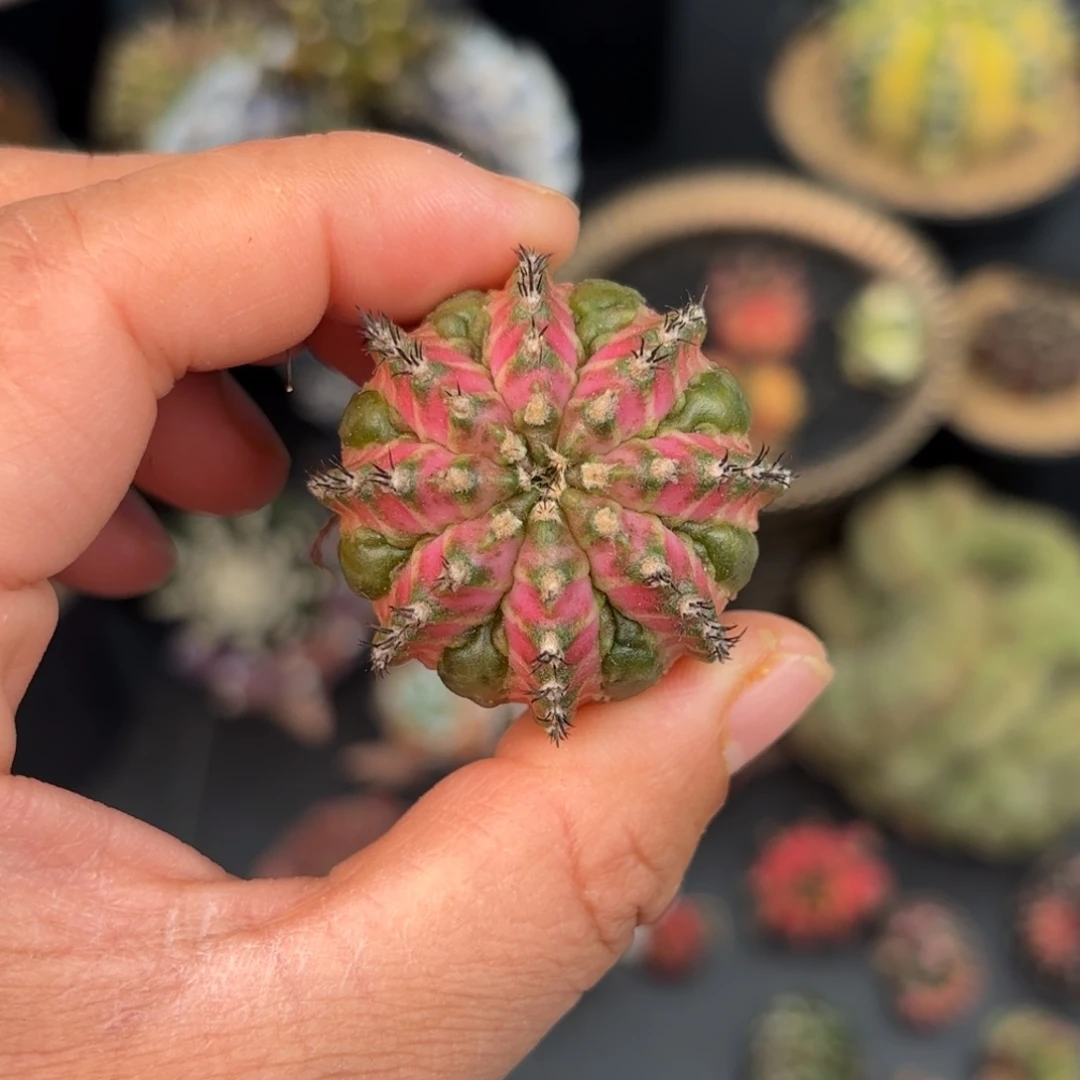 泰系米哈实生仙人球380