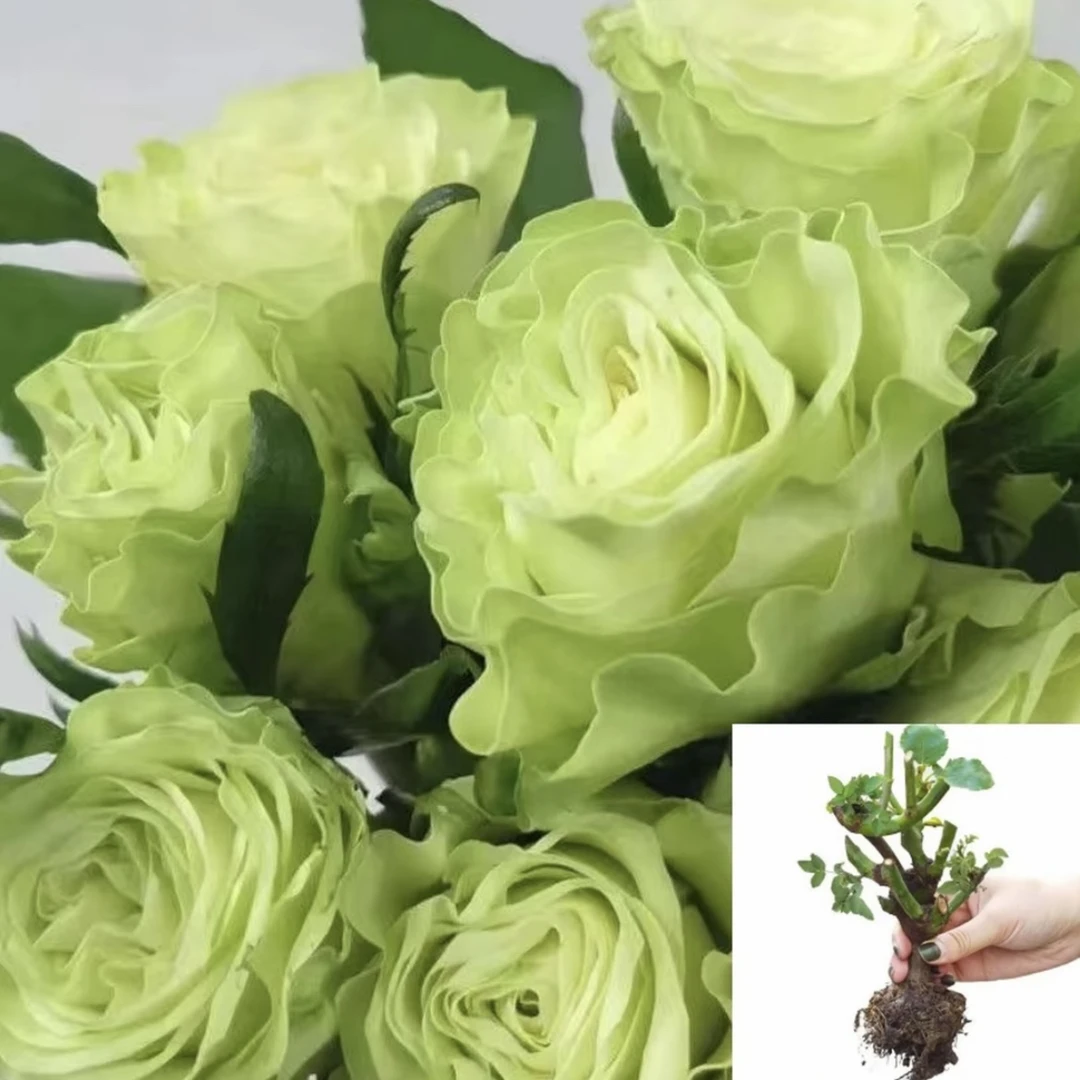【琉璃翠】云南玫瑰花大苗四季开花直播月季浓香盆栽阳台庭院懒人花