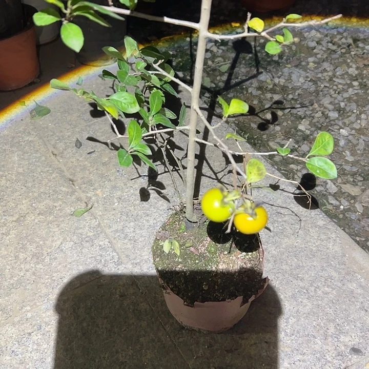 如***～无花朵哈哈哈哈哈哈哈哈哈
