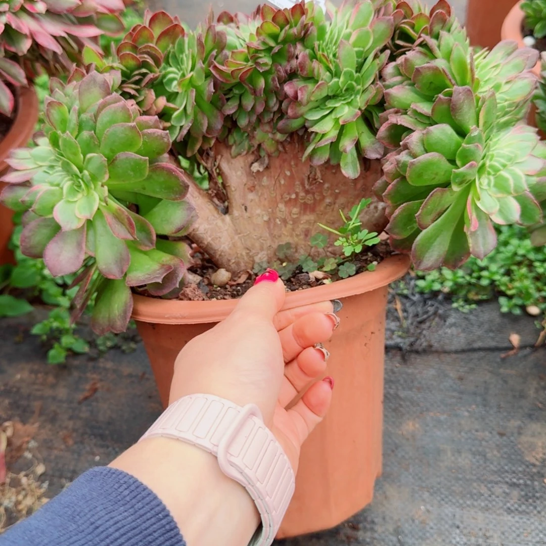 437海王缀化多肉植物满28包邮