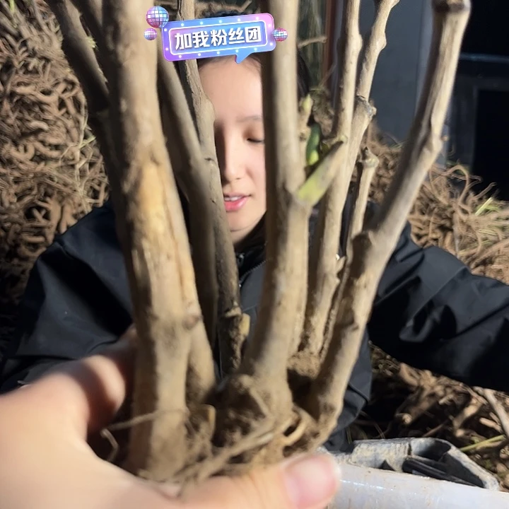 无花朵一物一拍牡丹