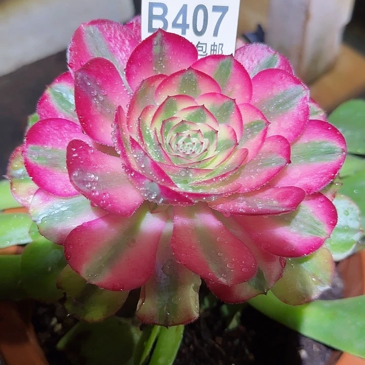 多肉法师荔枝朵朵