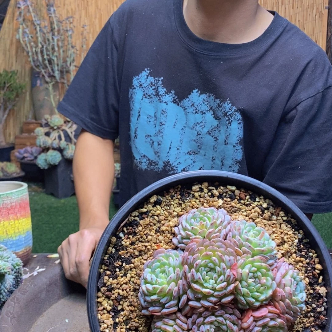 周*丽843 号白胖子多肉