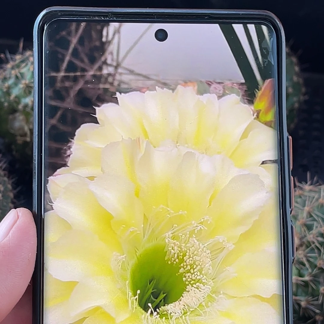 彩 绿心可可侧芽 歪 满20包邮6公分
