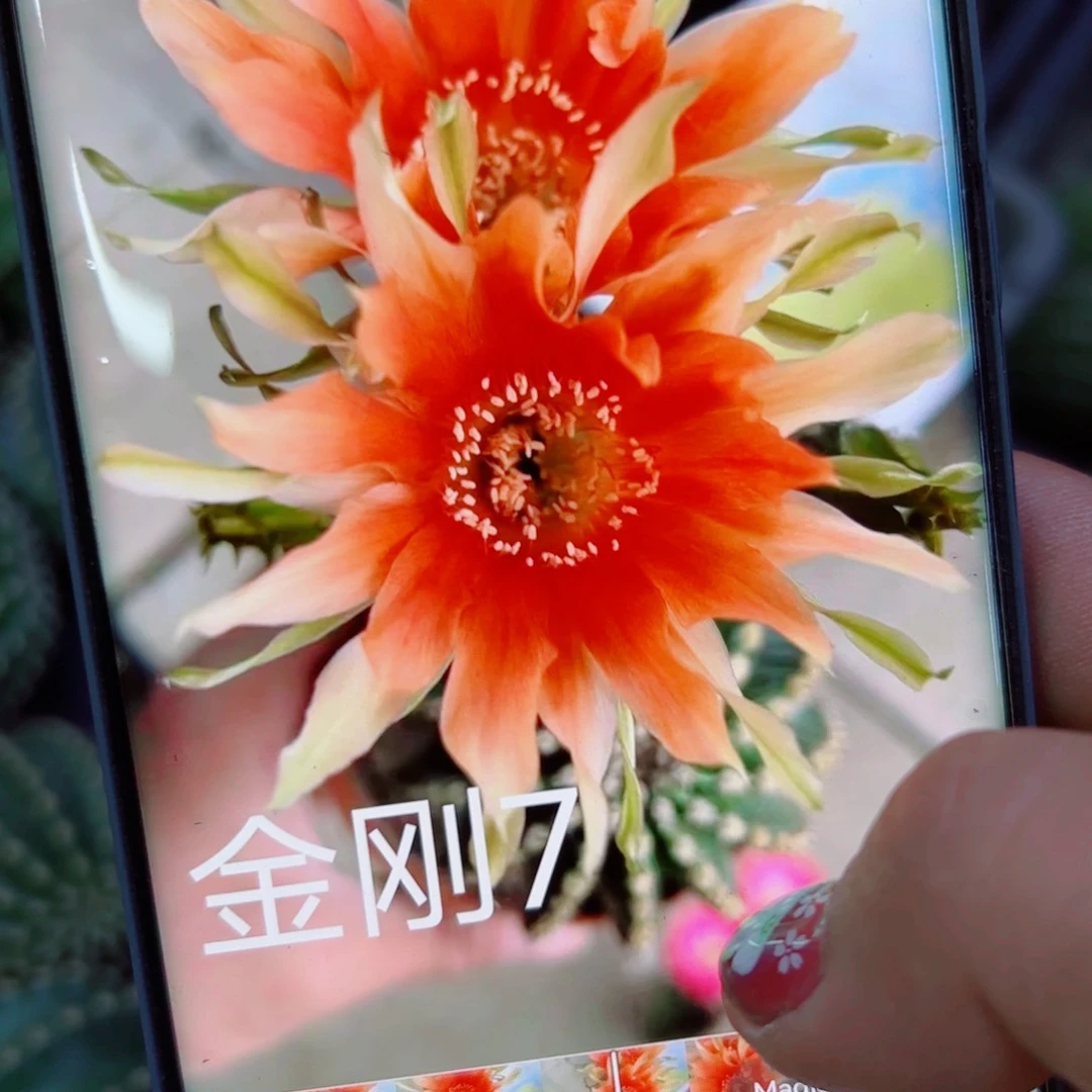 下132金刚7 歪无根侧芽4公分左右20包邮