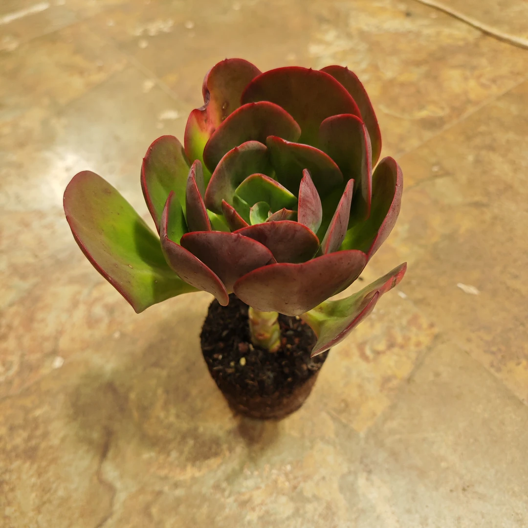 JT大唐玫瑰120#云媚多肉植物好看新手闭眼入阳台庭院一单