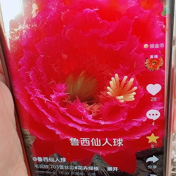 毛花柱  703   8公分左右