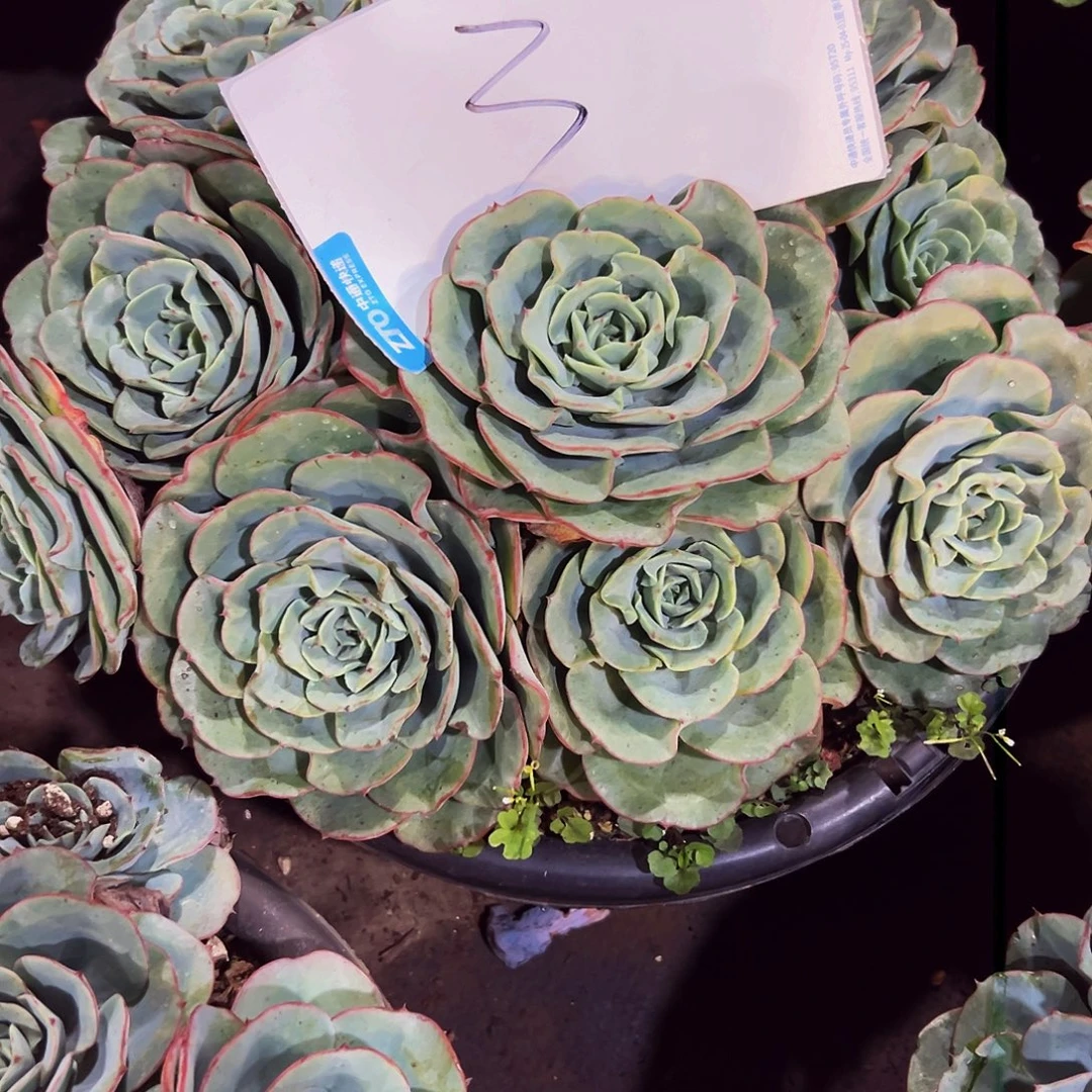 小***丶3号一物一拍脱土包邮