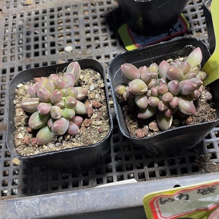 缀化千代田缀化带盆