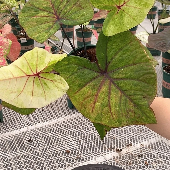 不开花植物连衣裙。1521