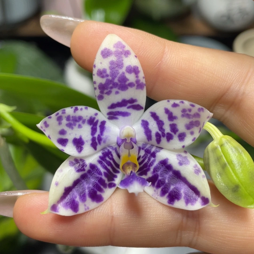 大部分花苞少量开放