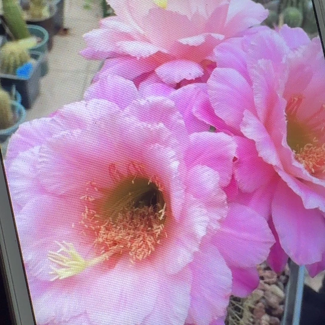 仕女侧芽5公分毛花柱仙人球
