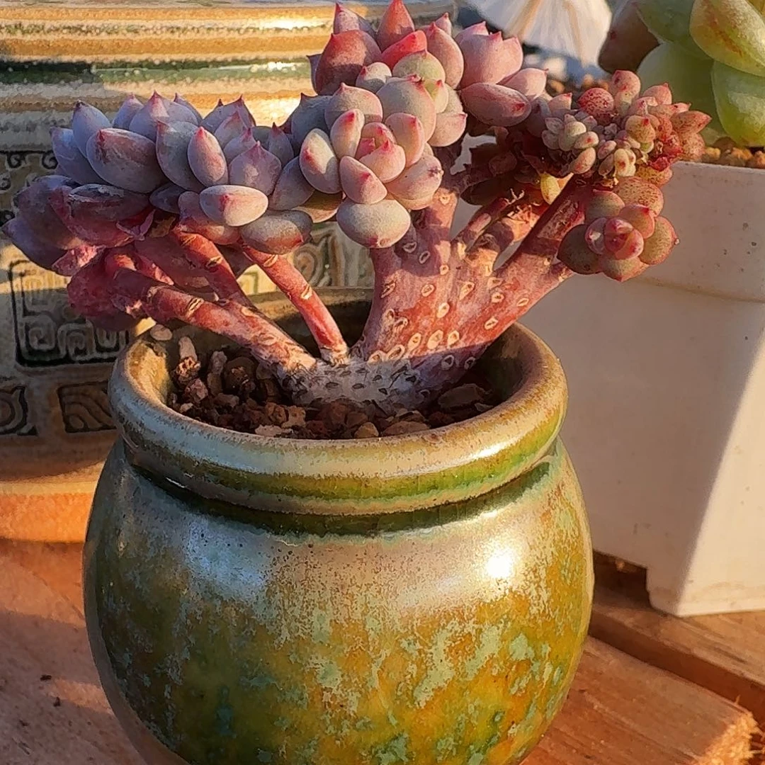 星星橙小树缀带瓷盆发货