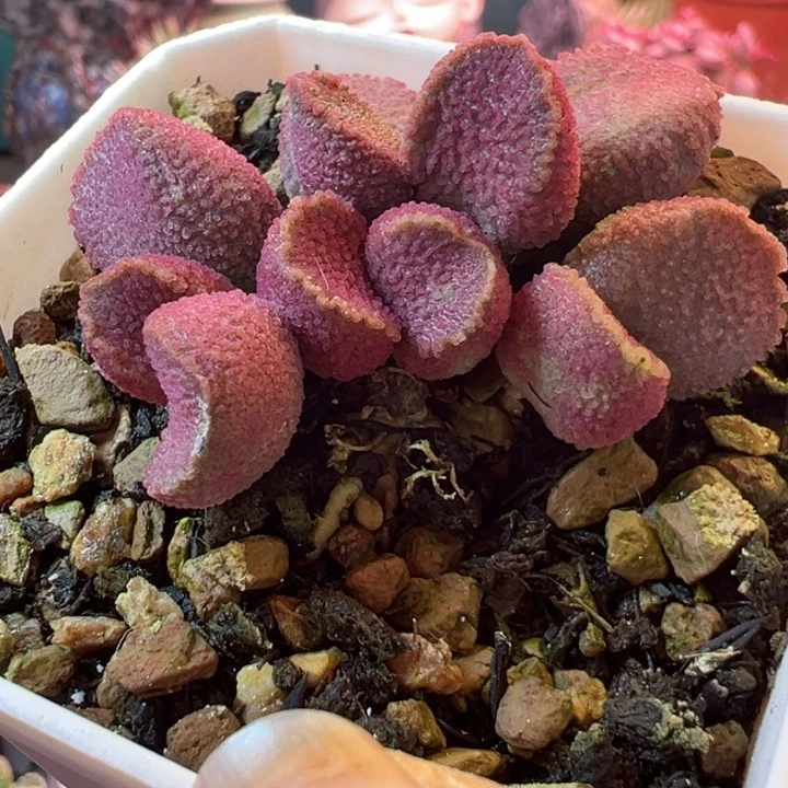 很****了一物一拍感谢支持