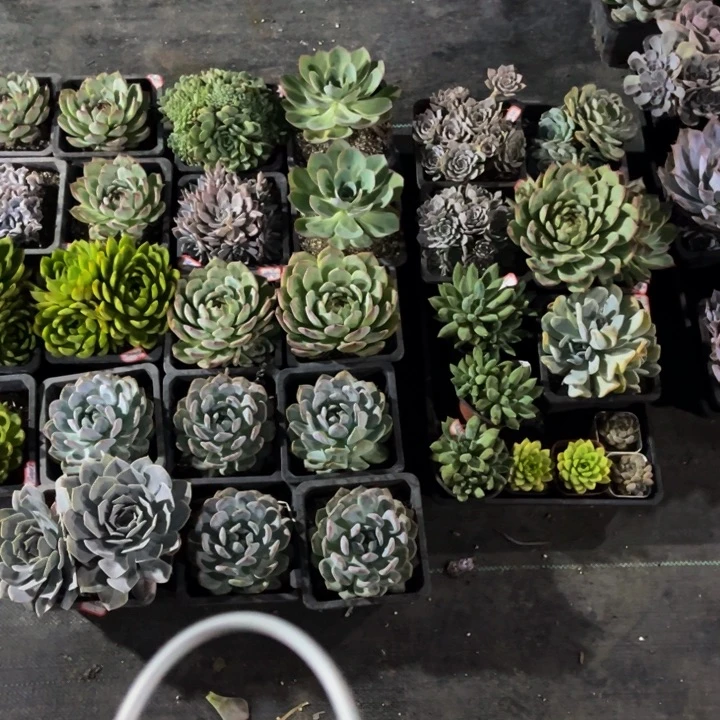 没***~一共31颗多肉植物……