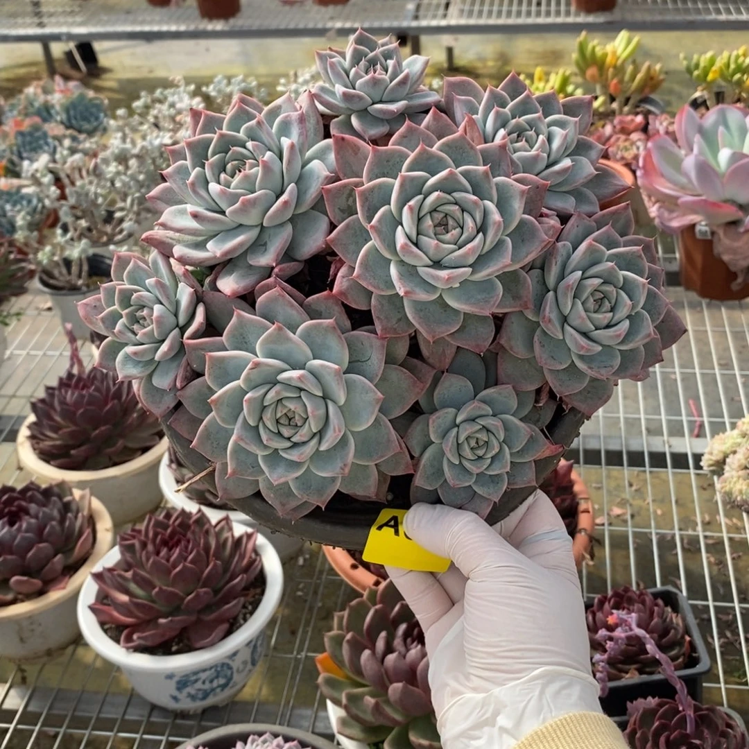 649阿尔巴佳人一物一拍