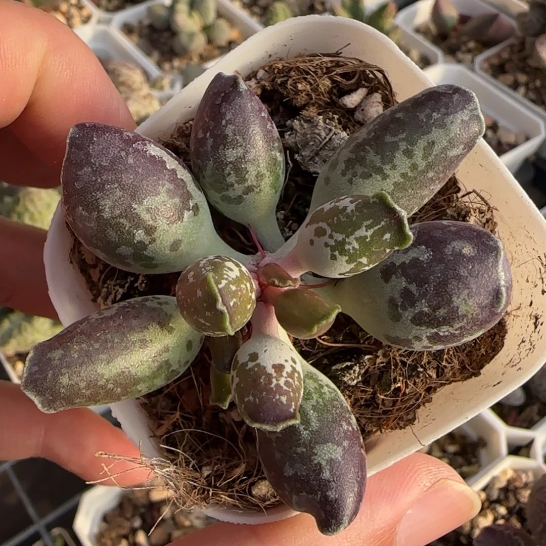 丸叶大紫斑海豹水泡多肉