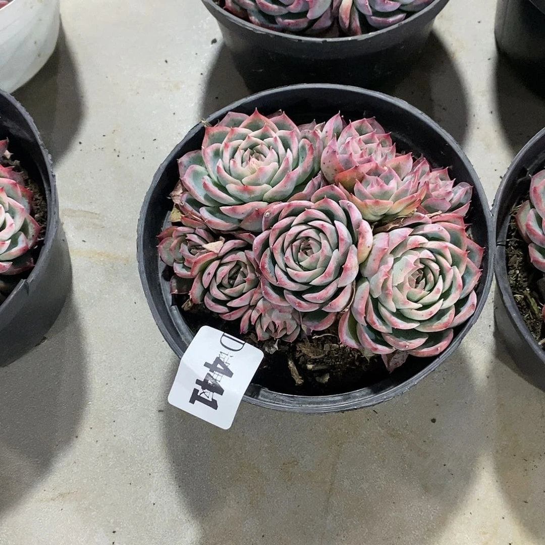 要****?441侧影多肉植物