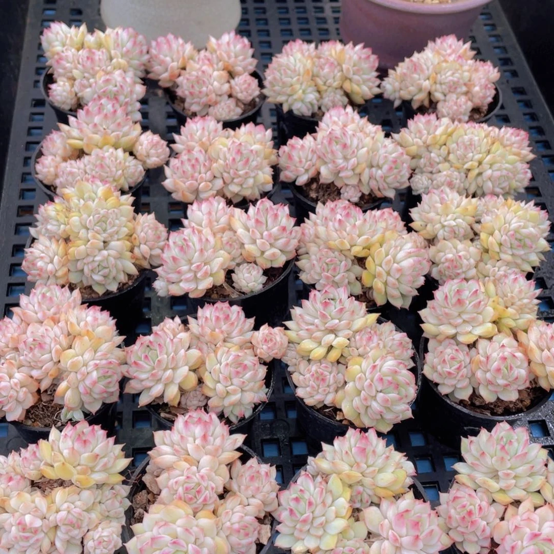 量拍53号白底小乔群生两个