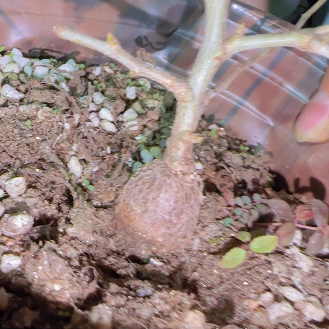 一***等块根植物块根植物