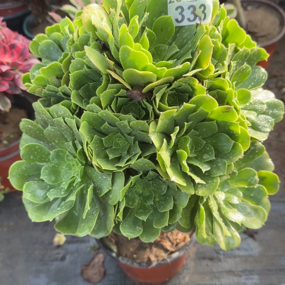 绿羊绒333满20包邮断枝不包