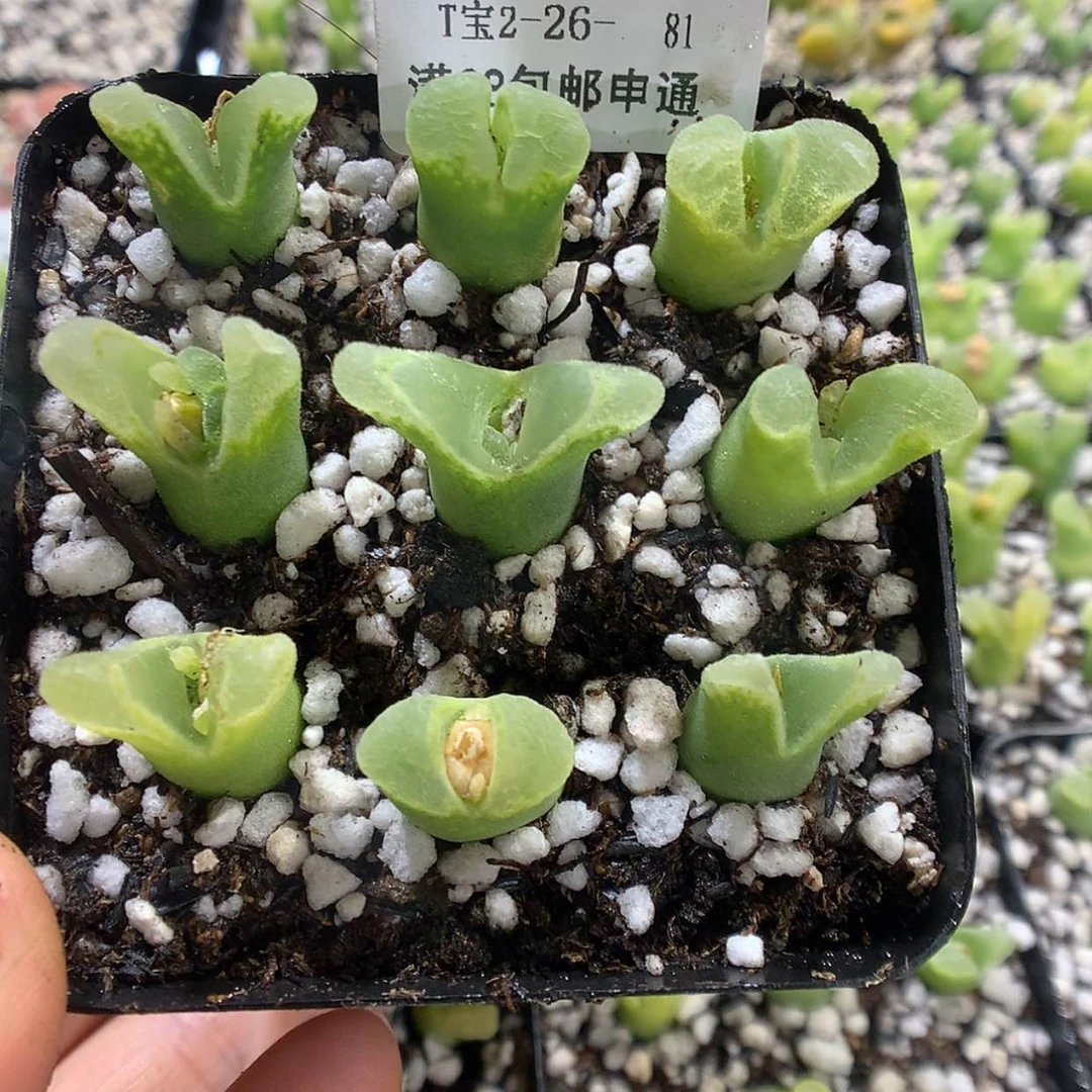 【闪购商品】2-26-82 冰风铃一盆特 20