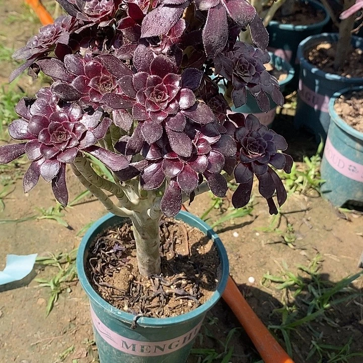 墨法43多肉植物法师法师法师