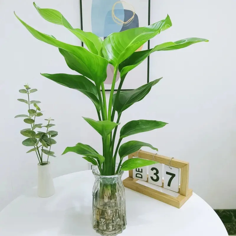水培天堂鸟植物ins风桌面小绿植春季鹤望兰盆栽绿植室内客厅花卉