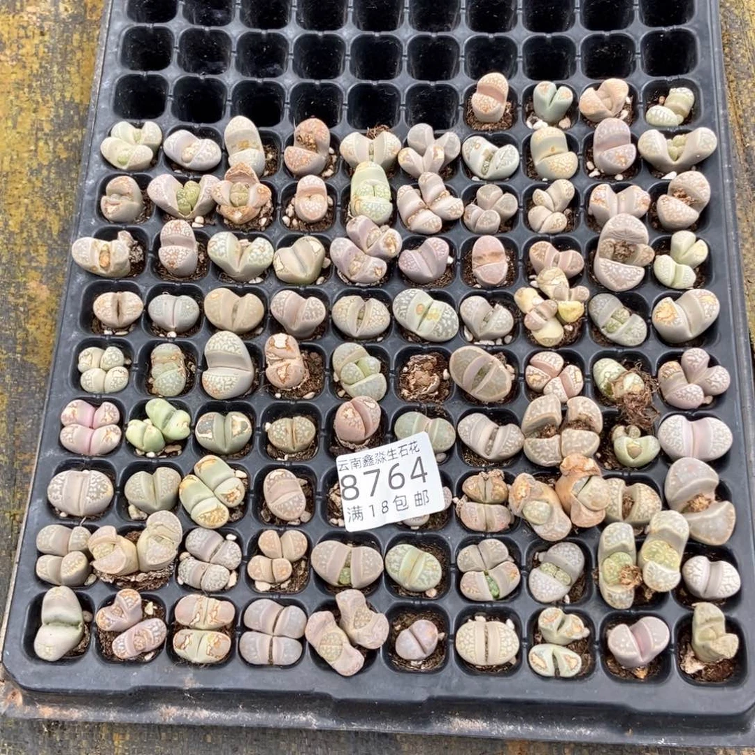 8764特价30个量拍微瑕