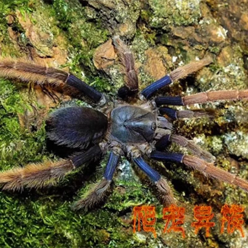 马来西亚霍格粗腿 Coremiocnemis hoggi霍格蓝紫粗腿宠物蜘蛛