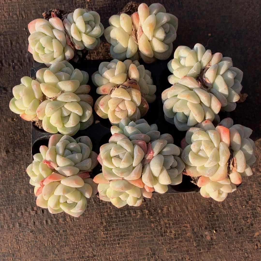 精控冰玉一物一拍