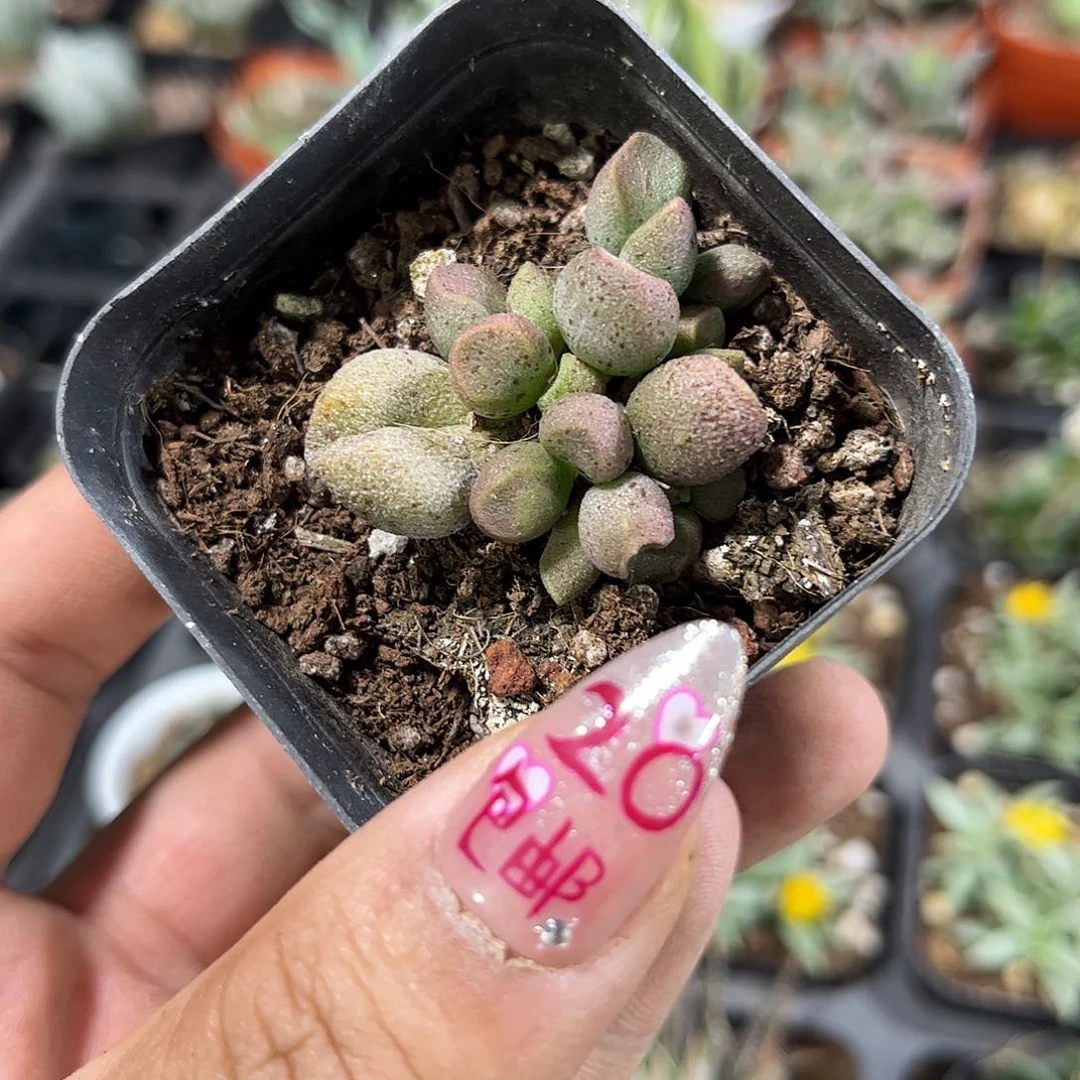 马里安水泡单头发货有根