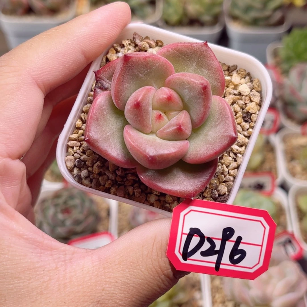 D296 一物一拍 18包邮