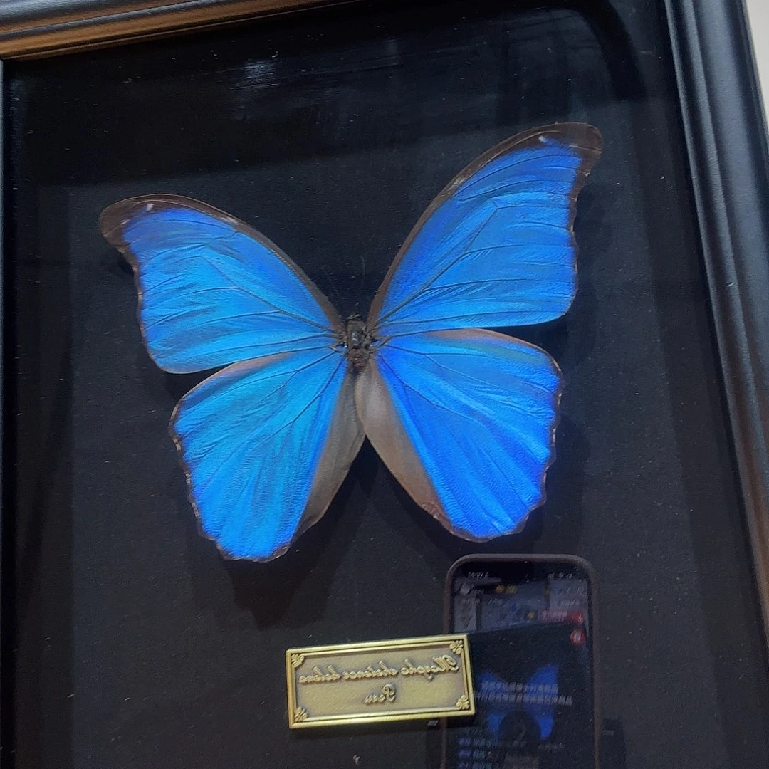 大蓝闪蝶十寸黑框
