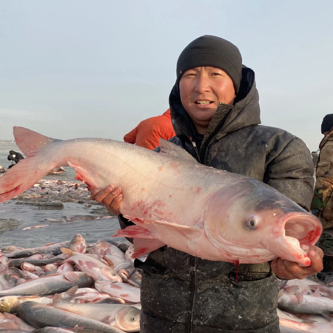 胖头鱼5斤至30斤一条礼盒包邮查干湖镇冬捕鱼东北特产